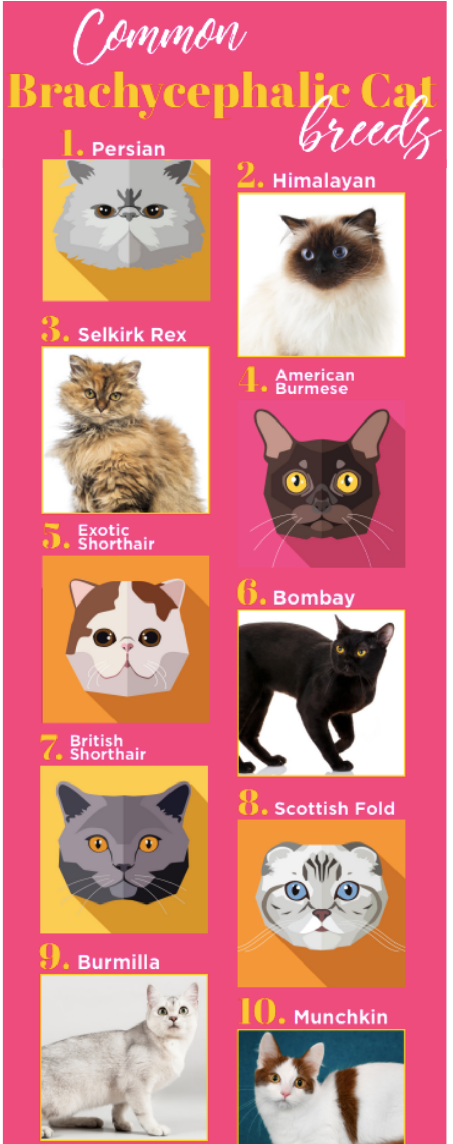 Common Brachycephalic Cat Breeds