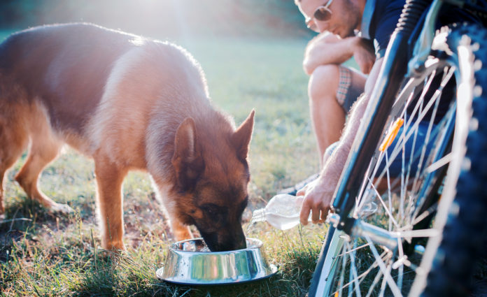 How to keep your dog or cat hydrated