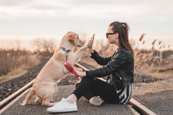 How reiki helps heal shelter animals