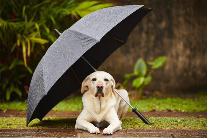 Disaster in the air? Put your dog in good care.
