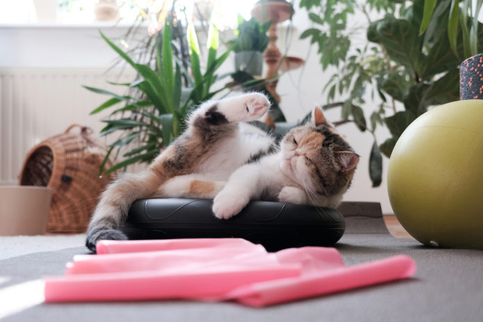 How much exercise does your cat need?