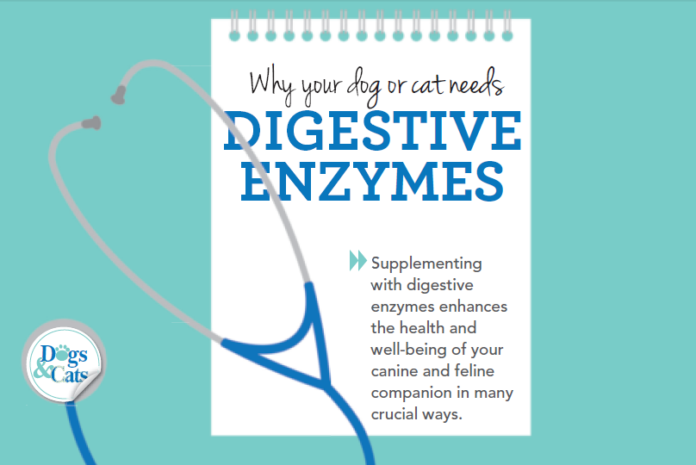 Why your dog or cat needs digestive enzymes
