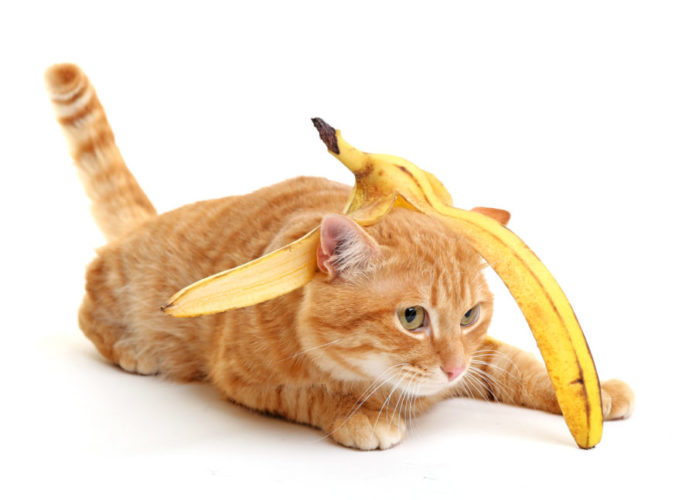 Fruits and veggies you can share with your cat