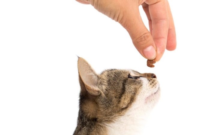 Treats for your cat’s teeth
