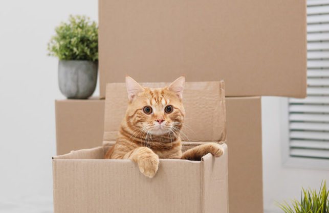 Moving with your cat