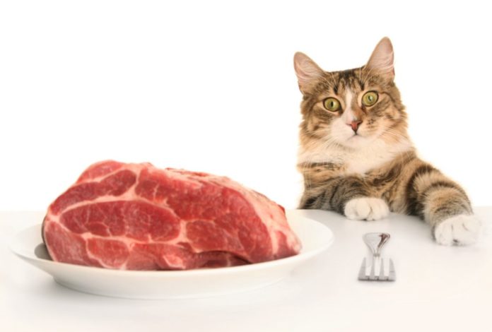 Why cats can’t be vegetarian