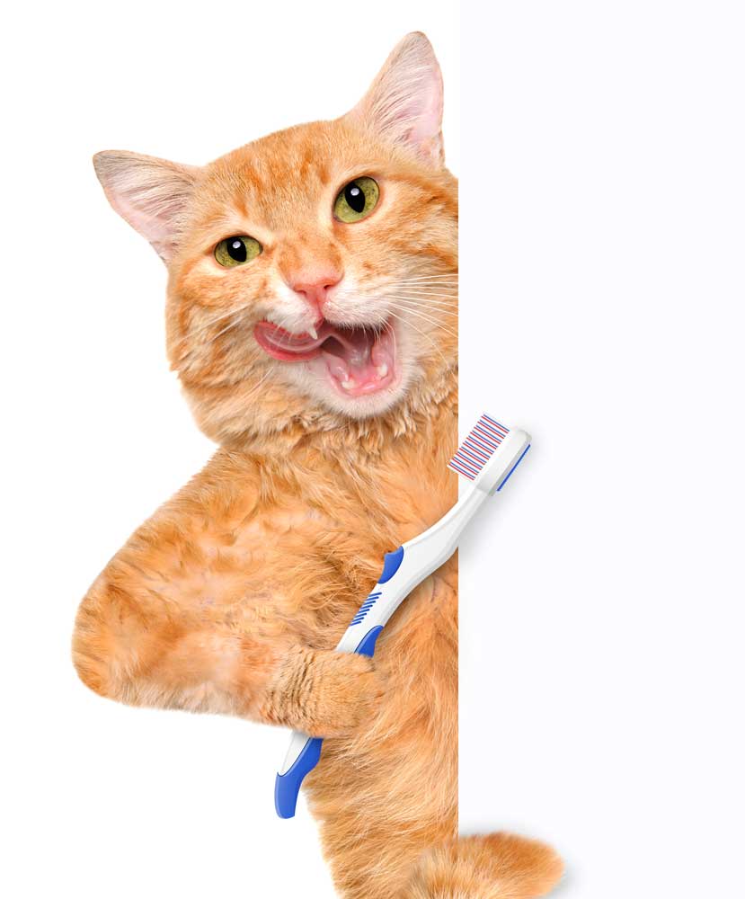 feline dental