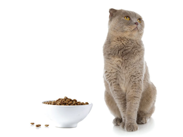 Is your cat a picky eater?