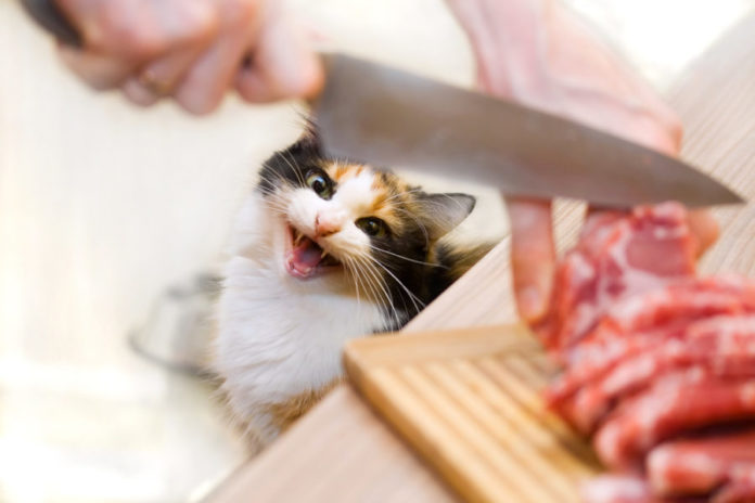 Raw feeding your cat