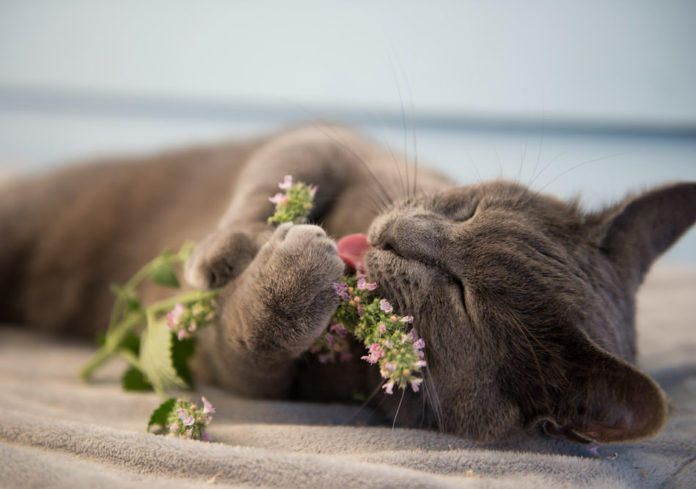 Top 5 herbs for cats