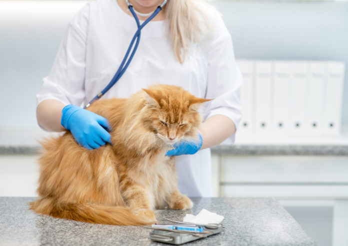 Top 4 health concerns in cats