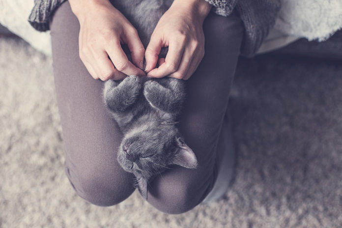 6 steps to mastering “cat-mindfulness”