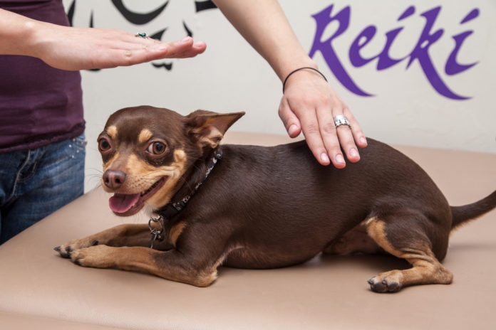 Animal Reiki — attracting more attention as a healing modality