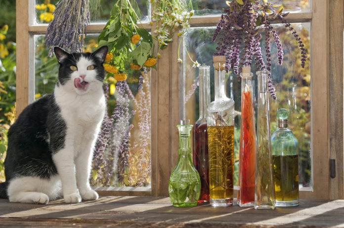 6 flower essences for stressed cats