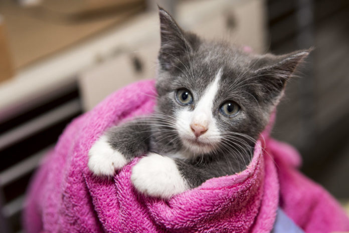 How the ASPCA saves and protects during kitten season