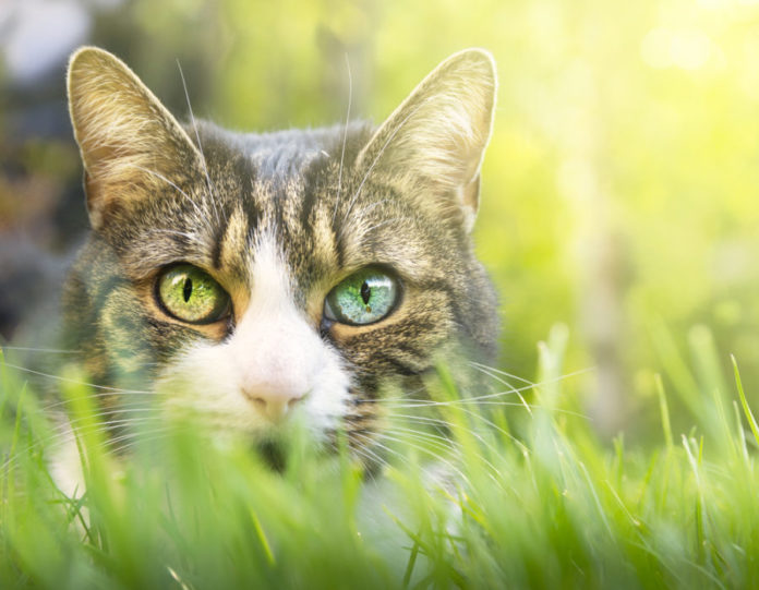 How to safely satisfy your cat’s hunting instincts