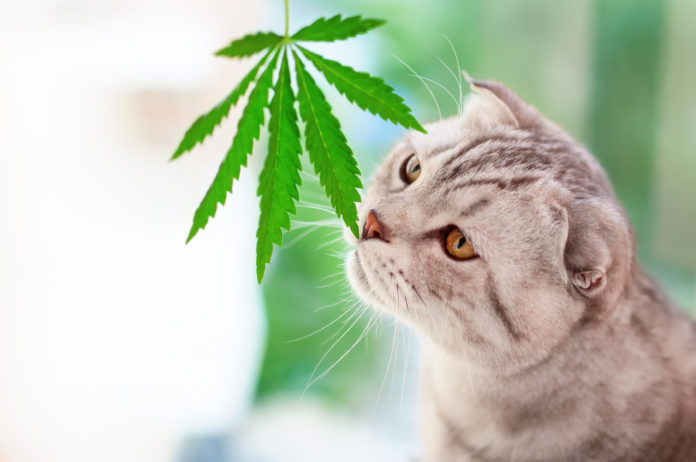 Prioritize quality when considering CBD pet supplements