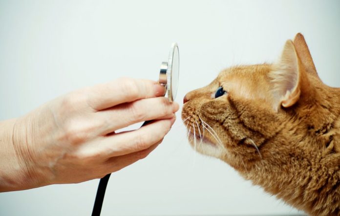 Buying health insurance for your cat?