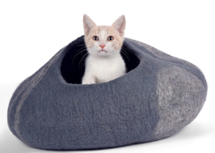 What’s new in cat beds?