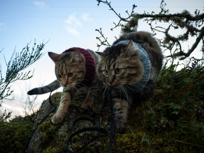 Bolt and Keel – adventure cats