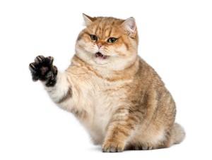 Cat with claws out