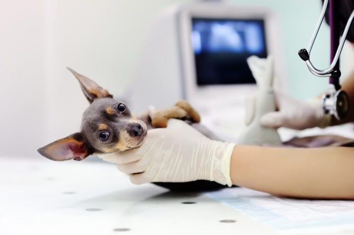 Diagnostic imaging for dogs and cats