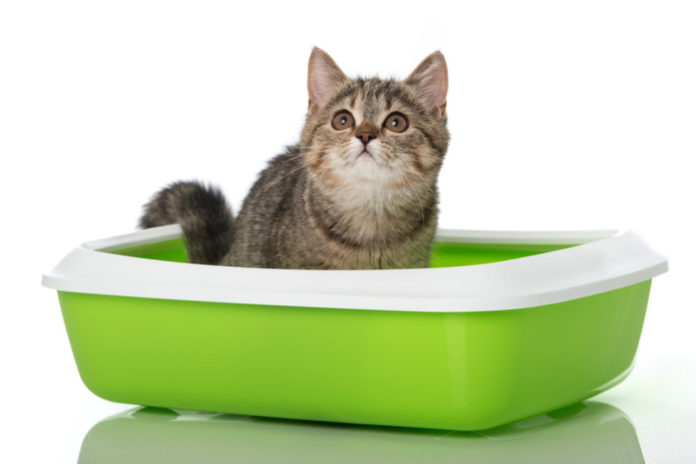 Looking for the best litter box?