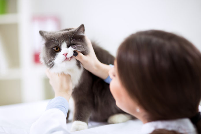 Brush-free dental care for cats