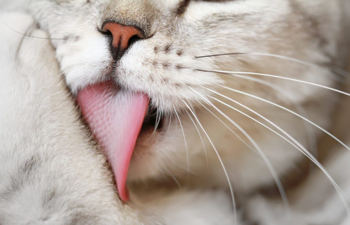 Is your cat over-grooming?