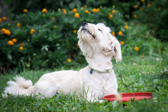 Pet-friendly alternatives to lawn and garden chemicals