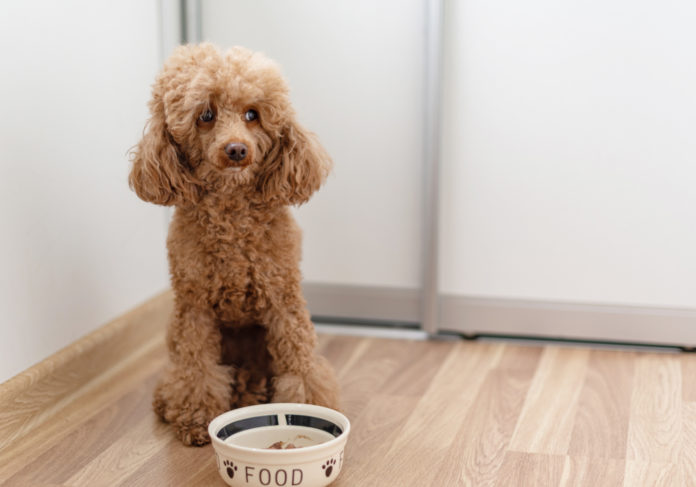 10 reasons why dogs and cats lose their appetite