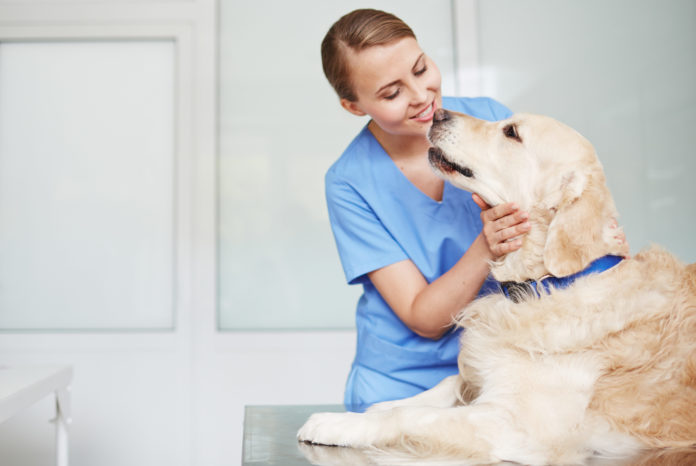 When integrative veterinary medicine is the optimal choice