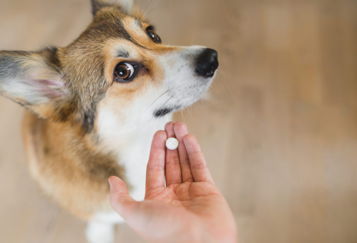Can I give human medications to my dog or cat?