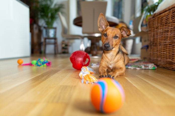 6 safety tips for dog toys