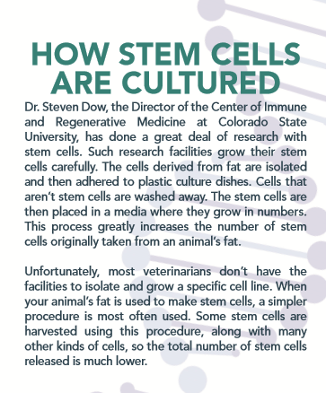 How stem cells are cultured