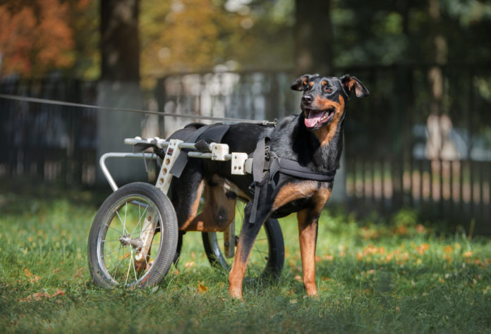 Choosing a wheelchair for a dog with mobility issues