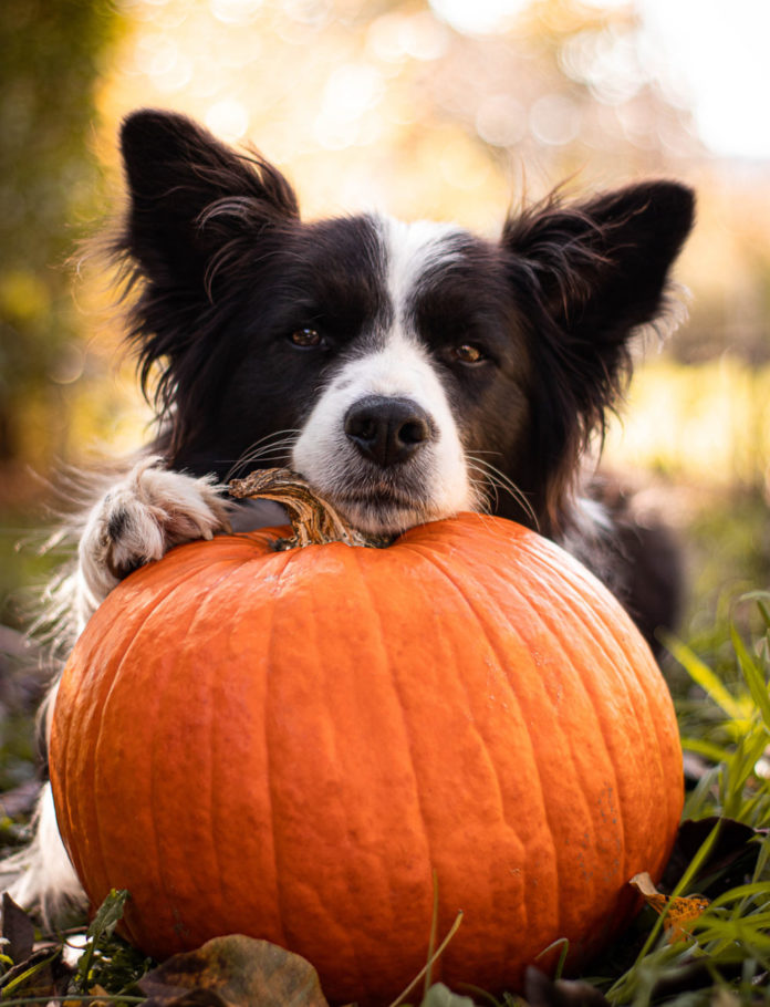 Why You Have to Try Pumpkin for Dogs