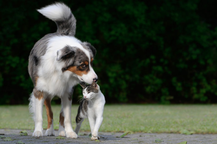Top 10 ways to naturally support your dog or cat’s immune system