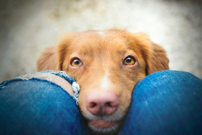 Protect your dog or cat’s vision with checkups and antioxidant support