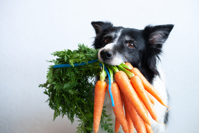 Why your dog should eat fruits and veggies