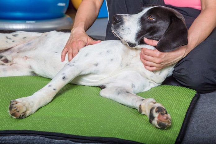 Can chiropractic care make your pet happier?