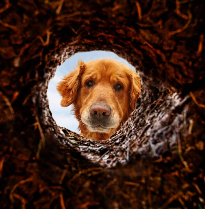 Is your dog digging up your yard?