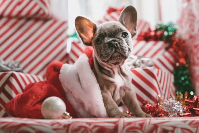 5 ways to give back to your dog this holiday season