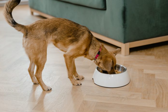Essential fatty acids for dogs and cats with arthritis