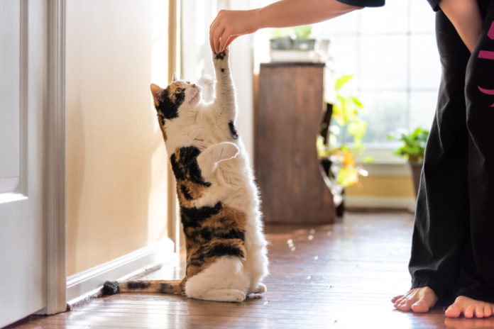Tricks you can teach your cat