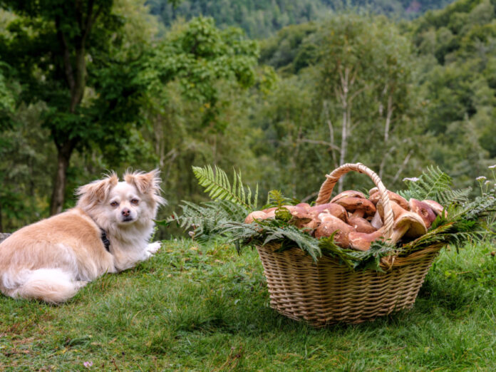 How Your Dog Can Benefit from Medicinal Mushrooms