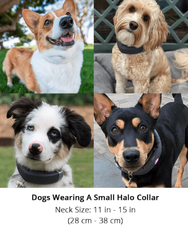 Halo Dog Collar