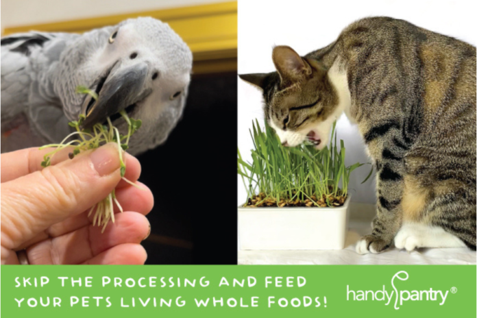 Skip the Processing, Feed Your Pets a Living Food Nutrient-Rich Diet