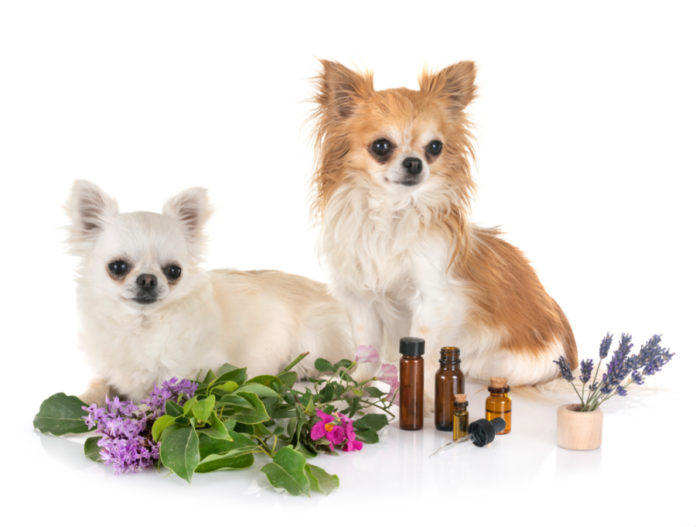 Making Essential Oil Blends for Your Dog