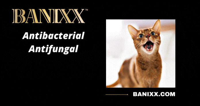 Banish cat ear infection problems with Banixx